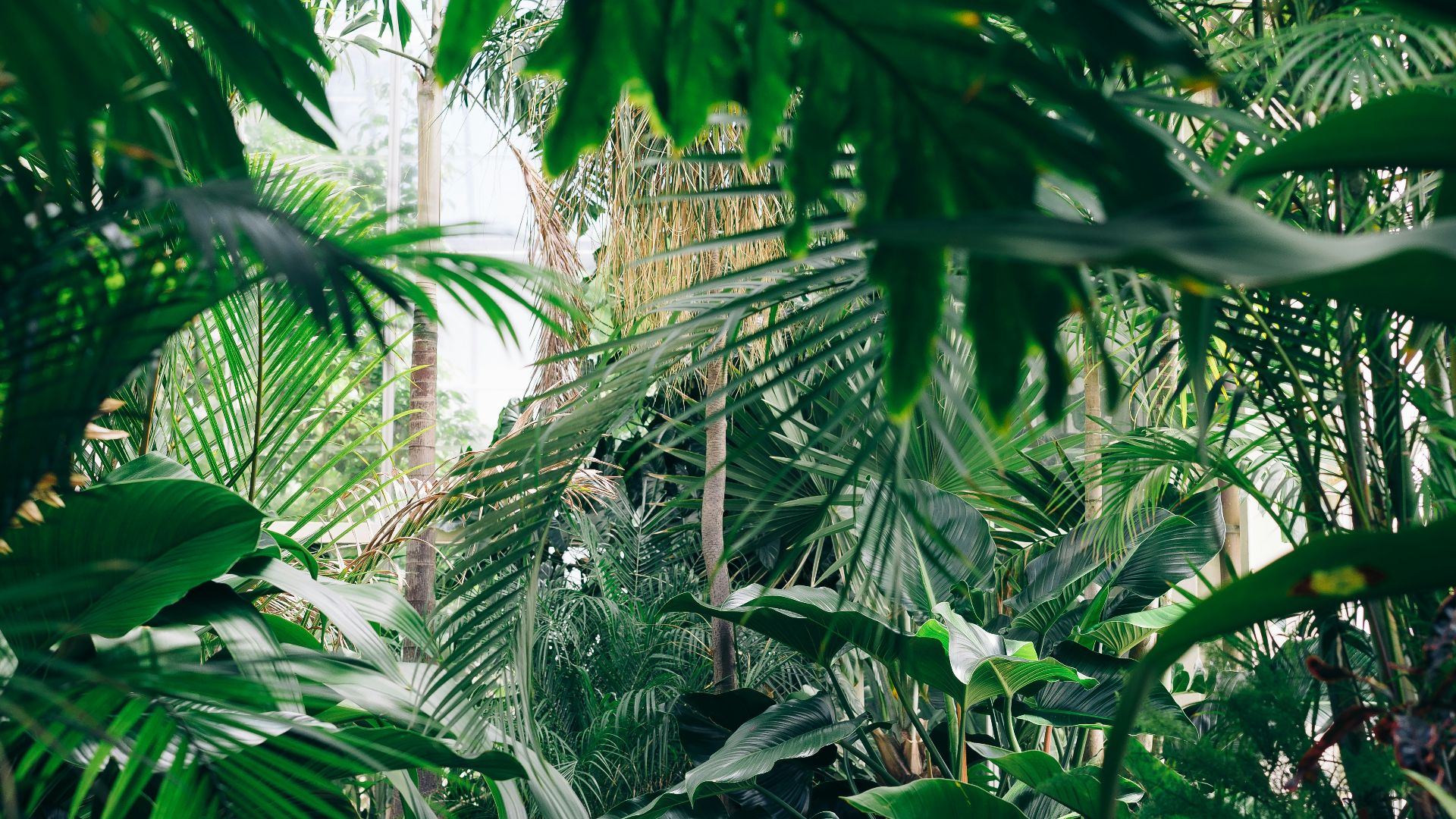 area covered with green leafed plants