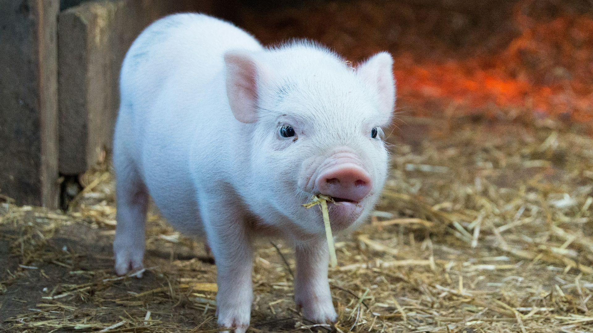 white piglet chewing hay