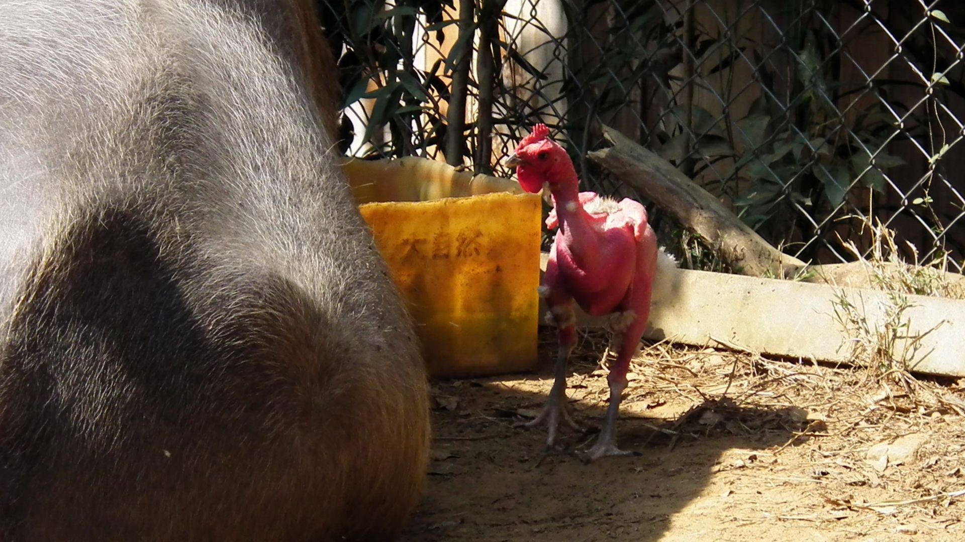 File:禿雞 Featherless Chicken - panoramio.jpg