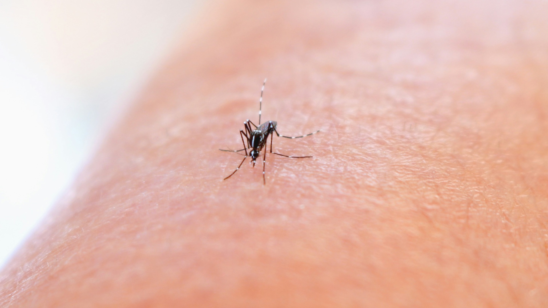 a close up of a mosquito on a person's arm