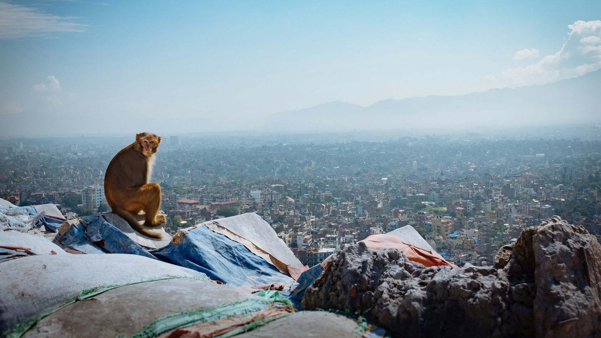 brown animal standing on gray stone