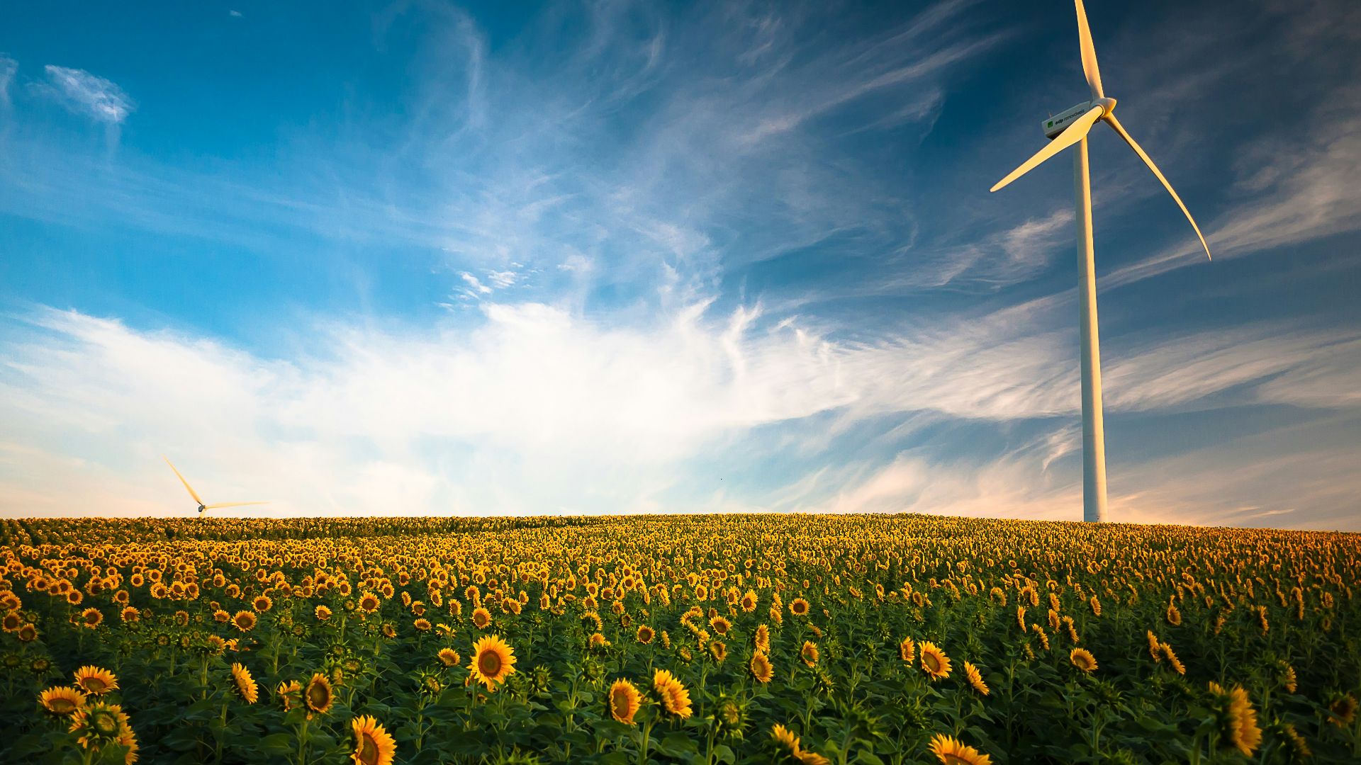 sunflower field