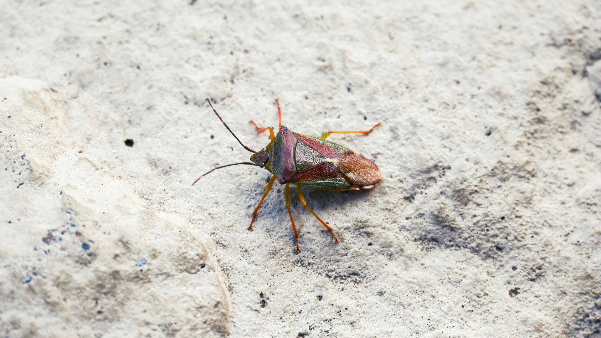 A bug that is sitting on the ground