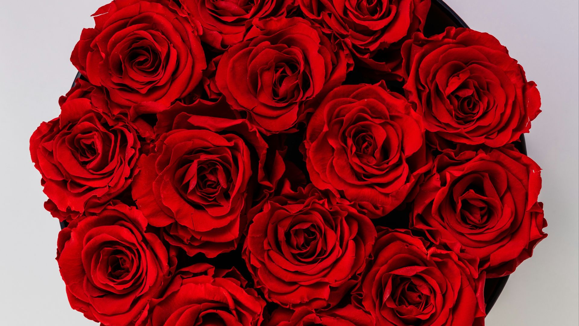 red roses