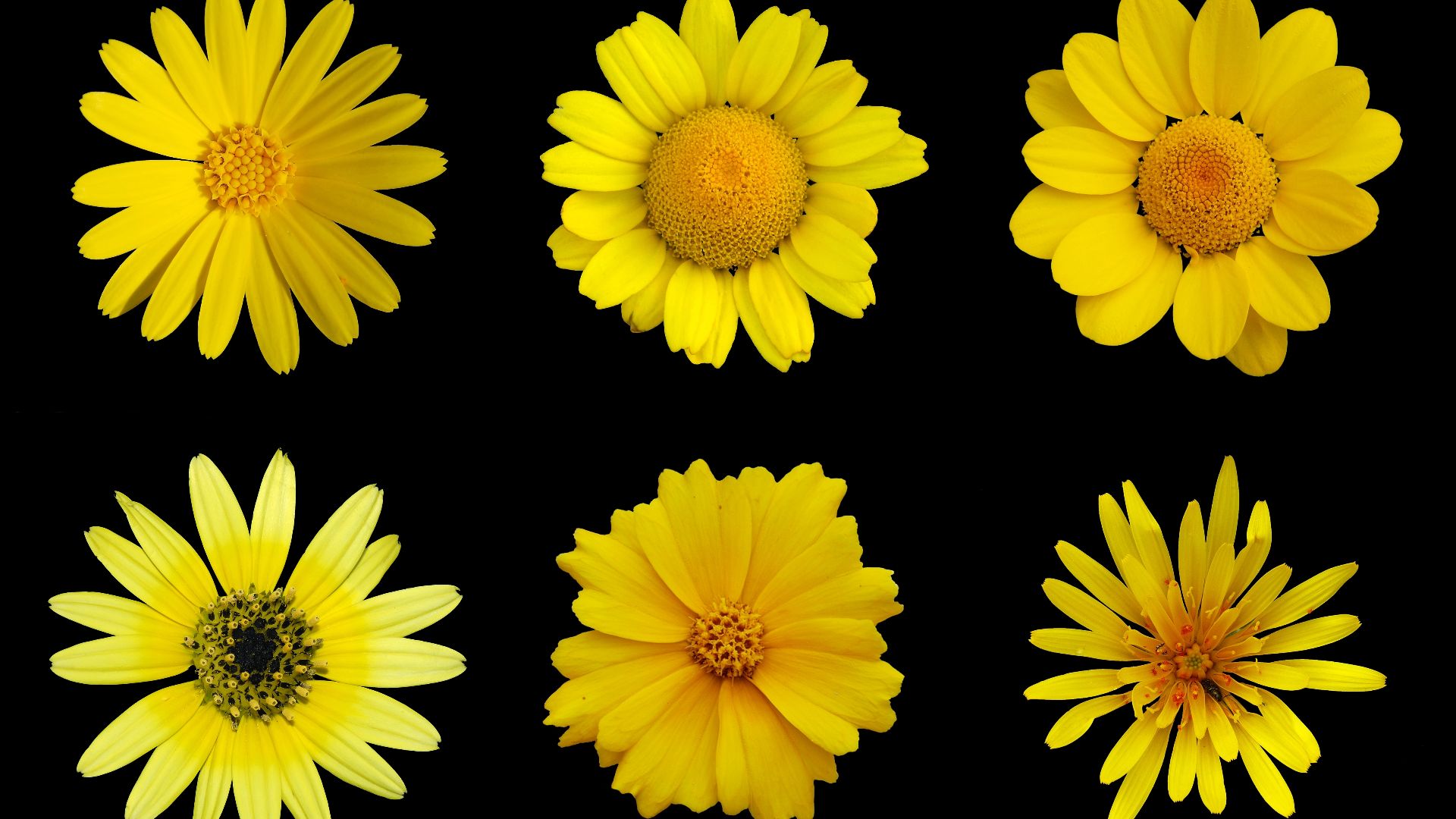 File:Yellow flowers a.jpg