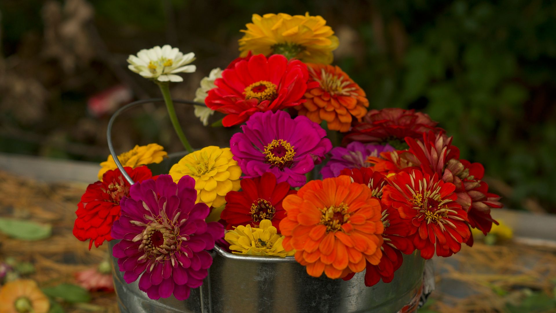 a metal bucket filled with lots of colorful flowers