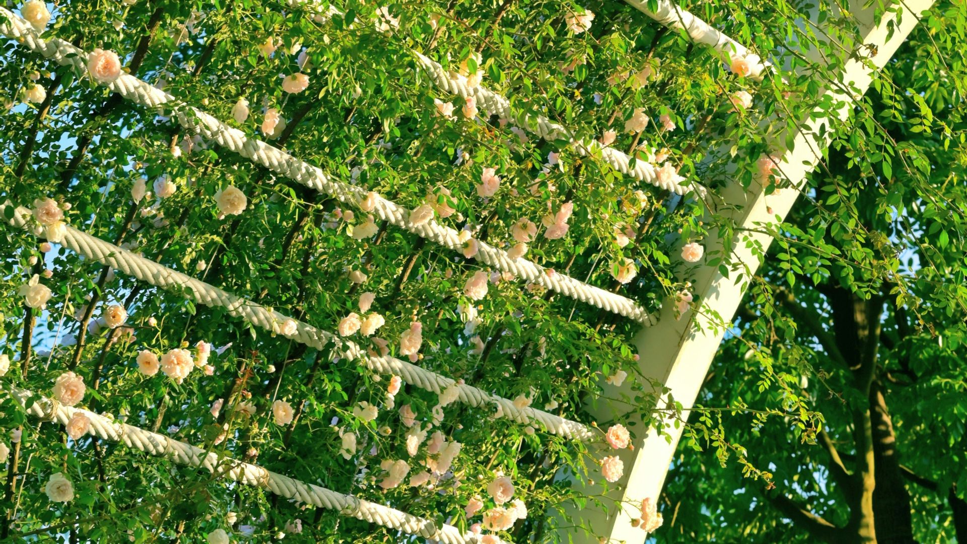 a white bench sitting under a lush green canopy