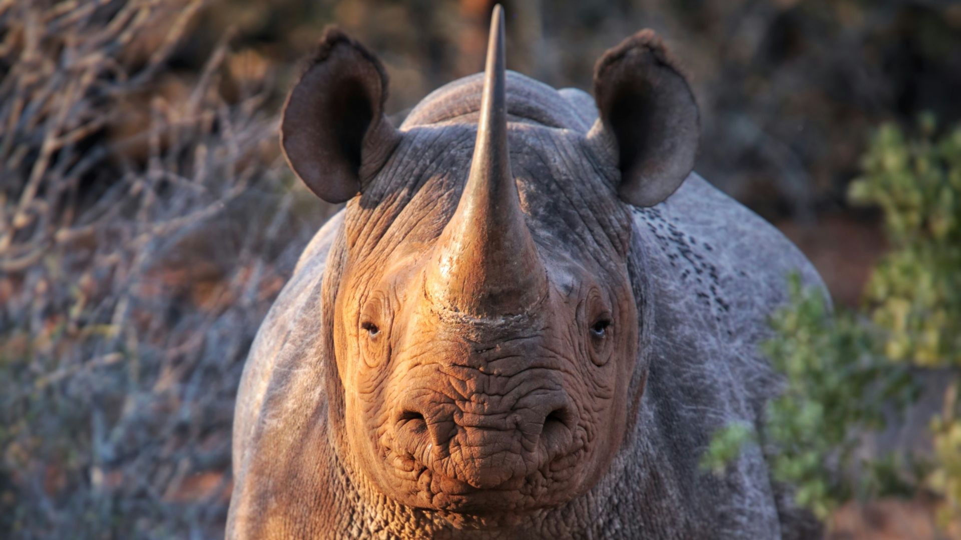 a rhinoceros standing in a field with trees in the background