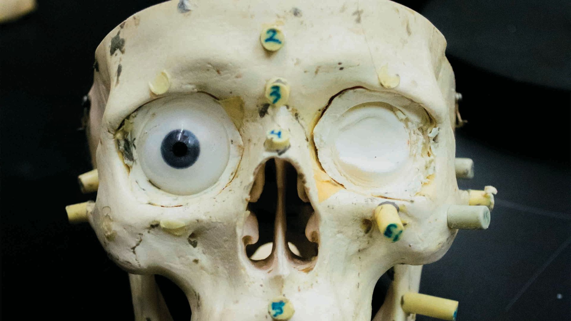 white skull on black surface