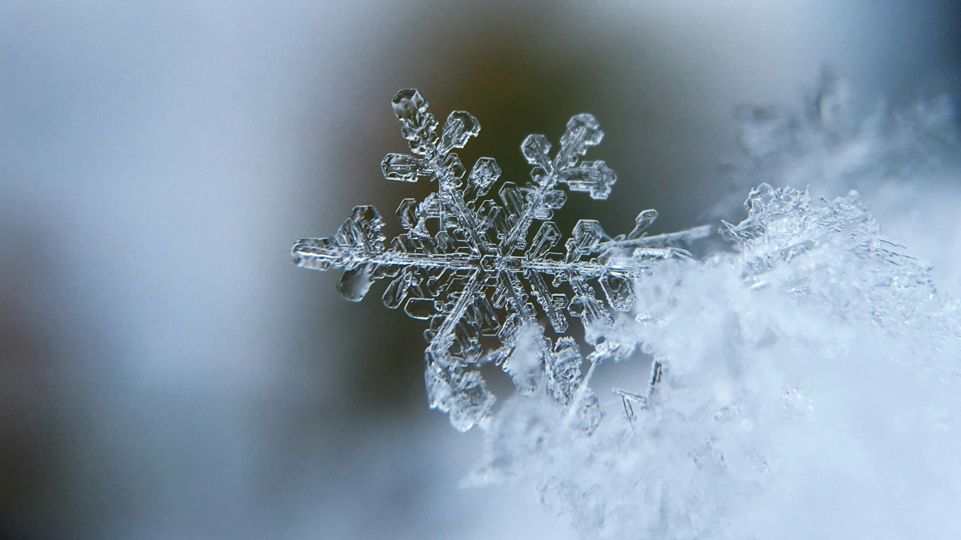 focused photo of a snow flake