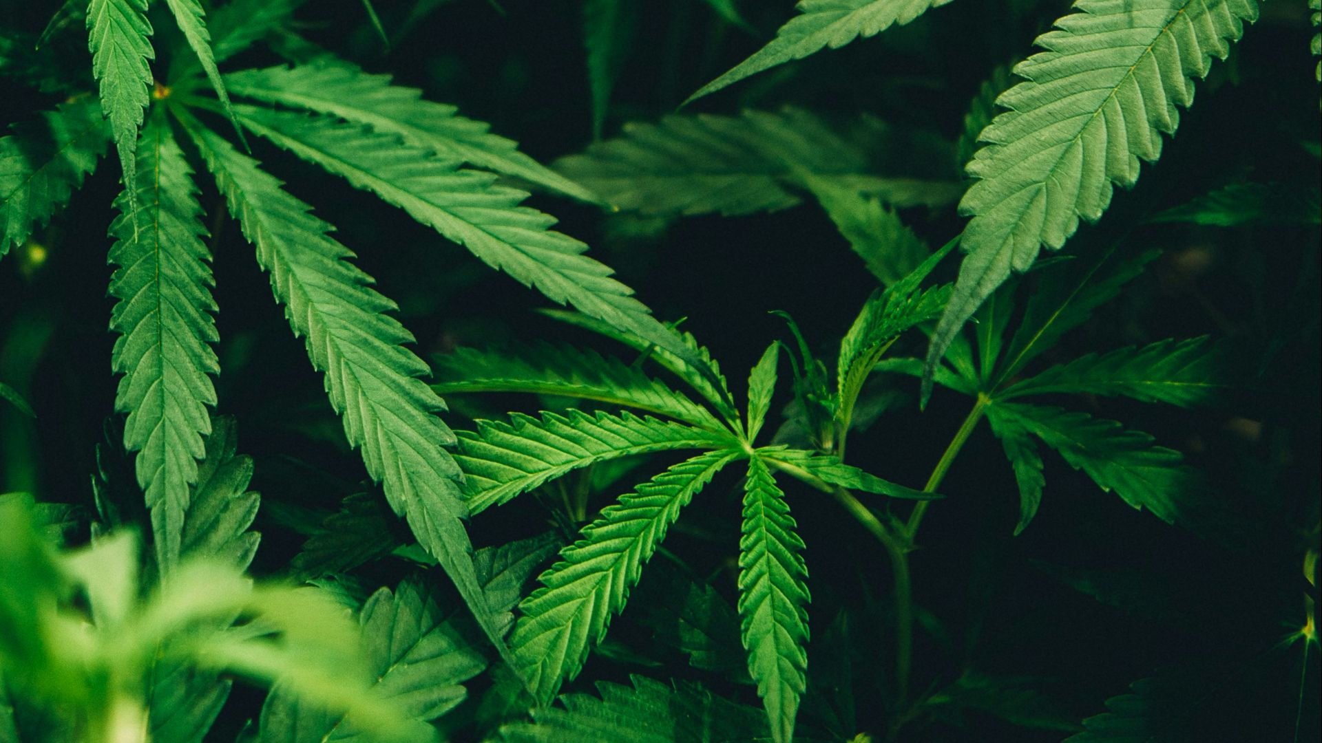 closeup photo of cannabis plant