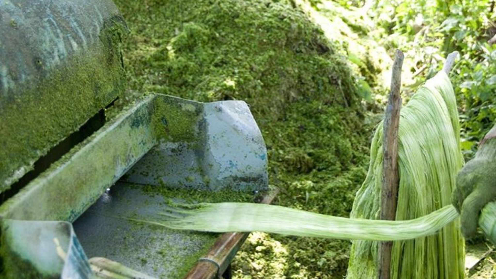 File:Making Piñatex, decorticating pineapple leaves.jpg