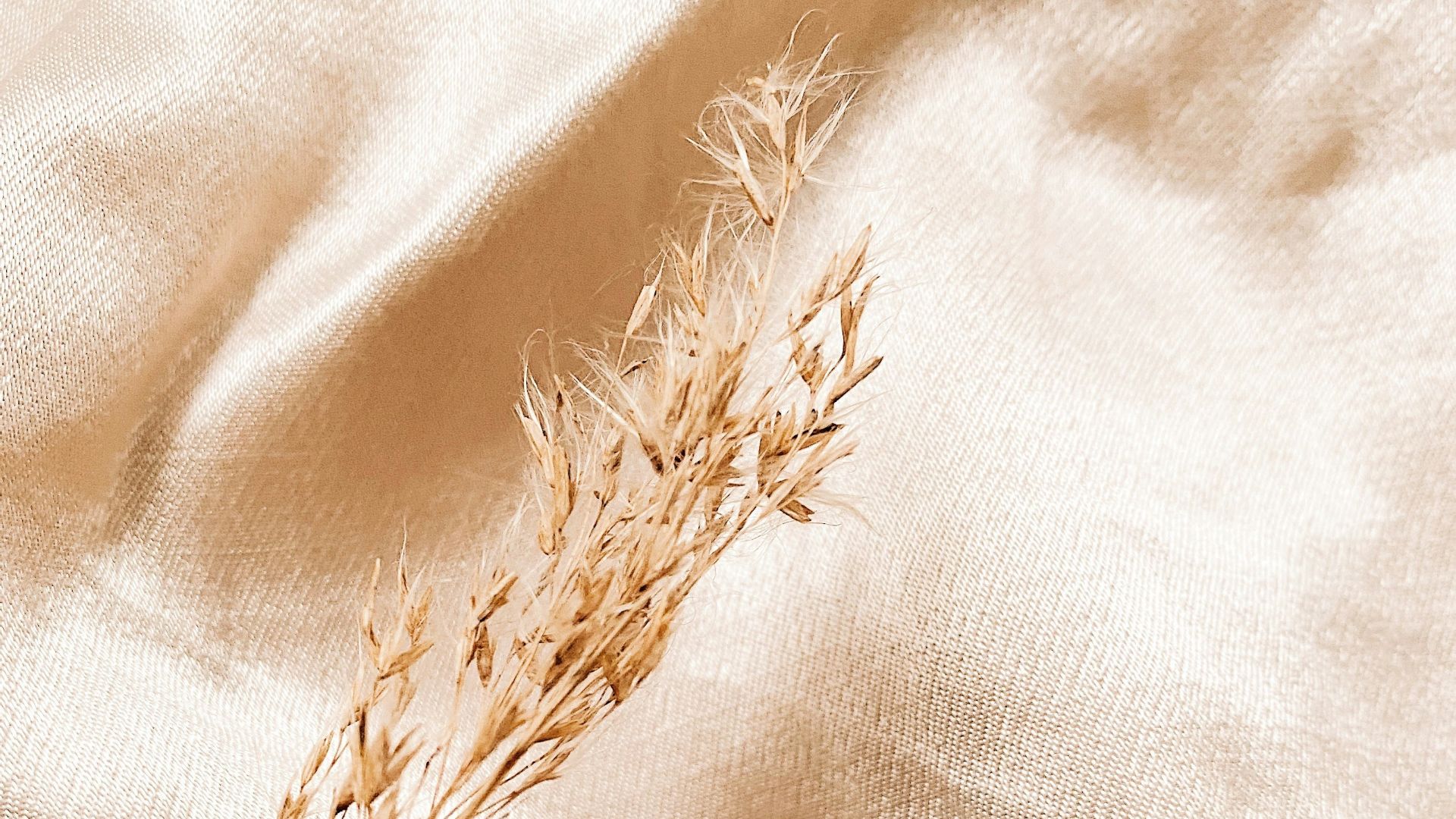 brown dried plant on white textile
