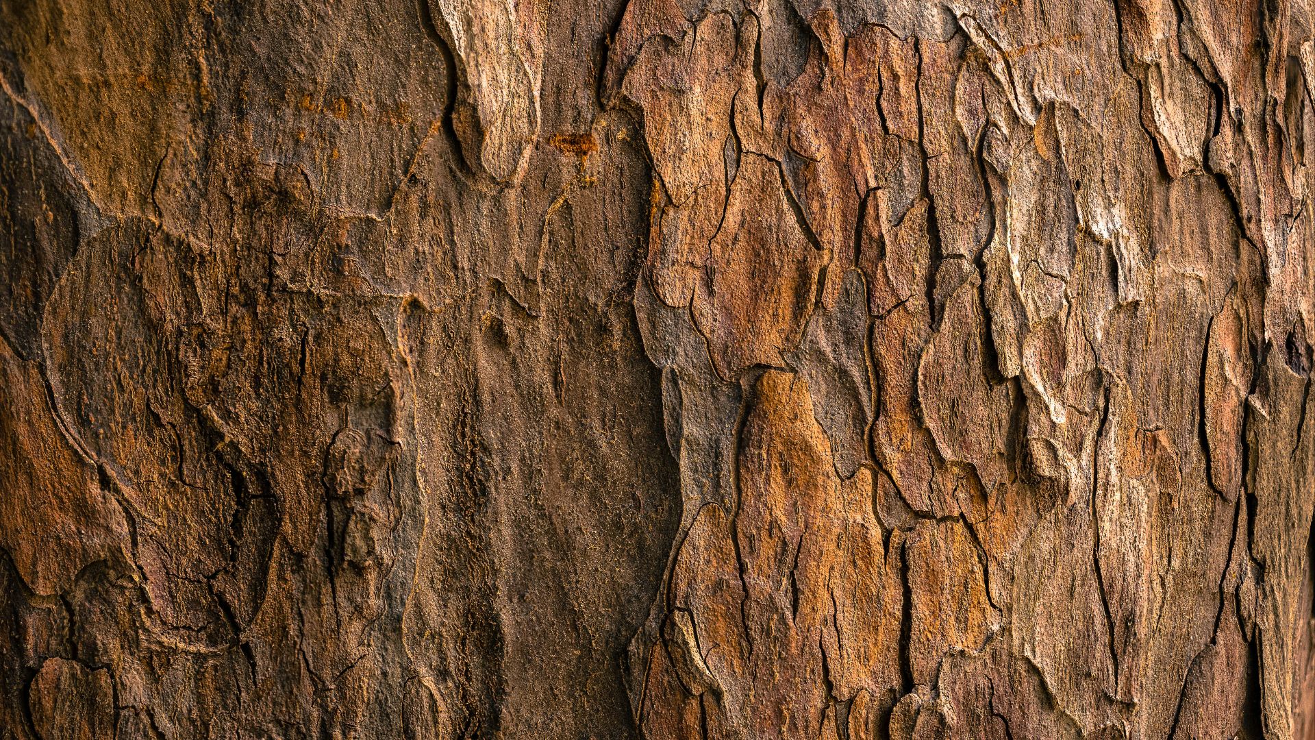 brown tree bark in closeup photography