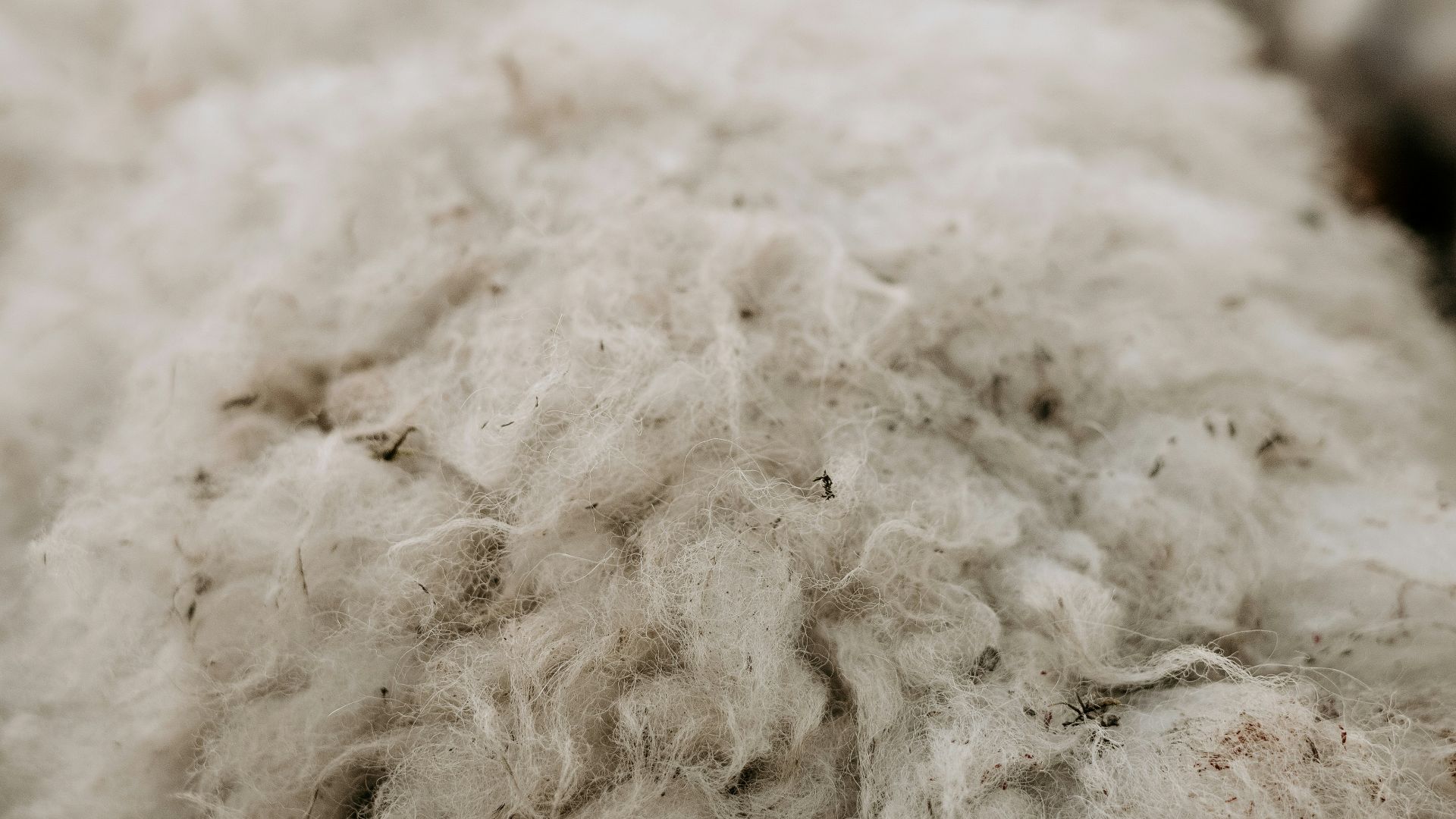 a close up of a white sheep's wool