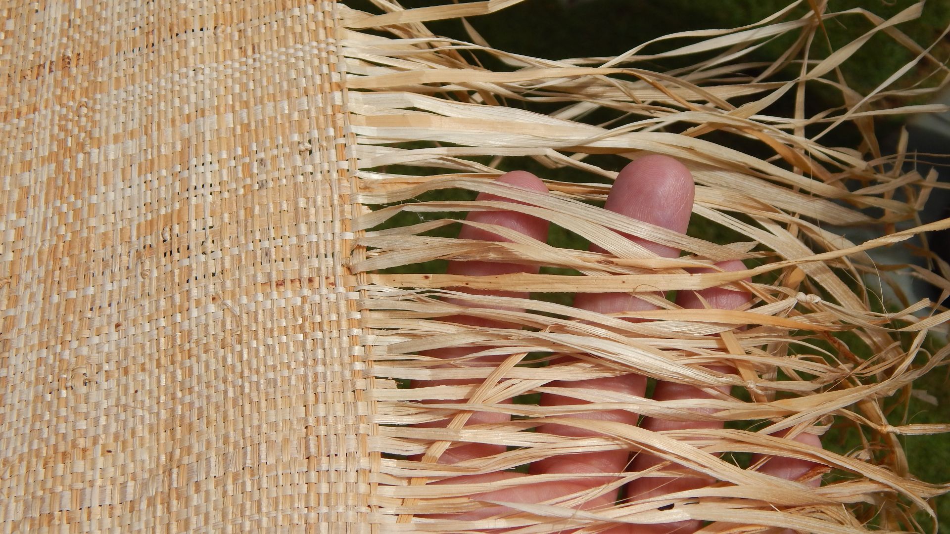 File:Starr-140925-1955-Musa textilis-woven skirt-Pali o Waipio Huelo-Maui (25128244122).jpg