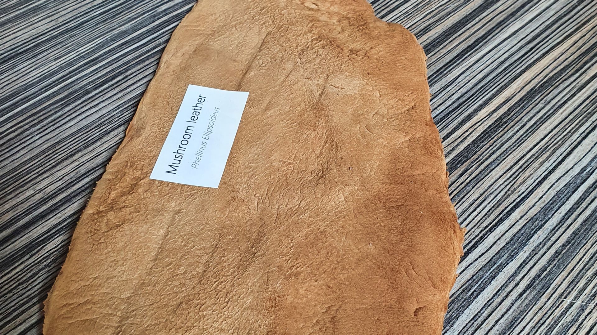 File:Paddenstoelen leer.jpg