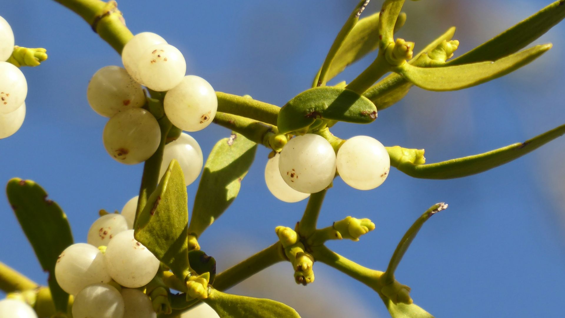 close-up of a tree branch