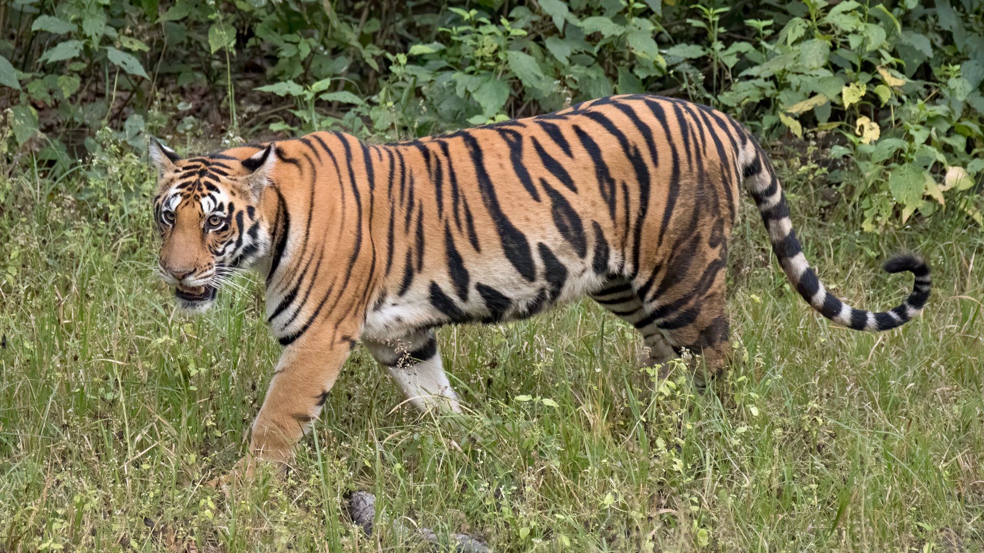 File:Bengal tiger (Panthera tigris tigris) female 3 crop.jpg