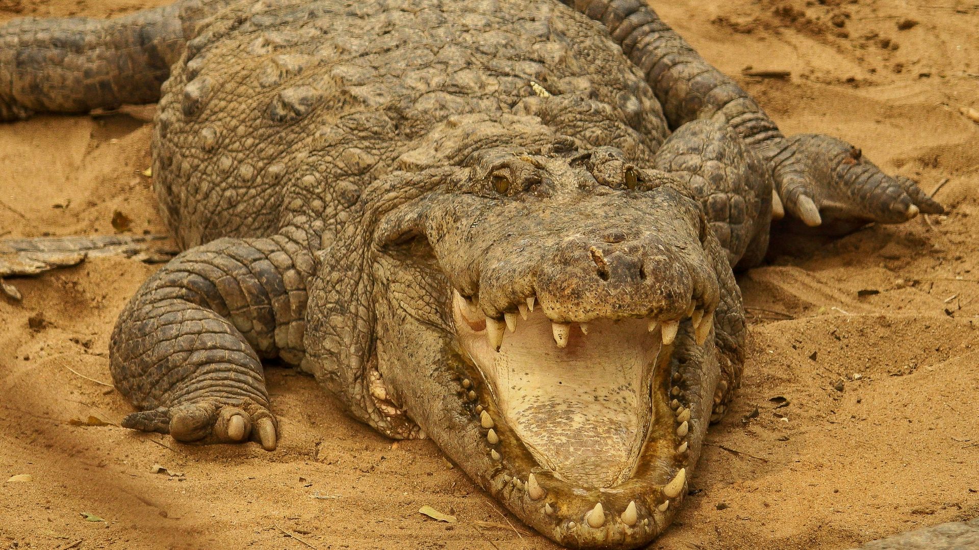 brown crocodile on brown sand during daytime