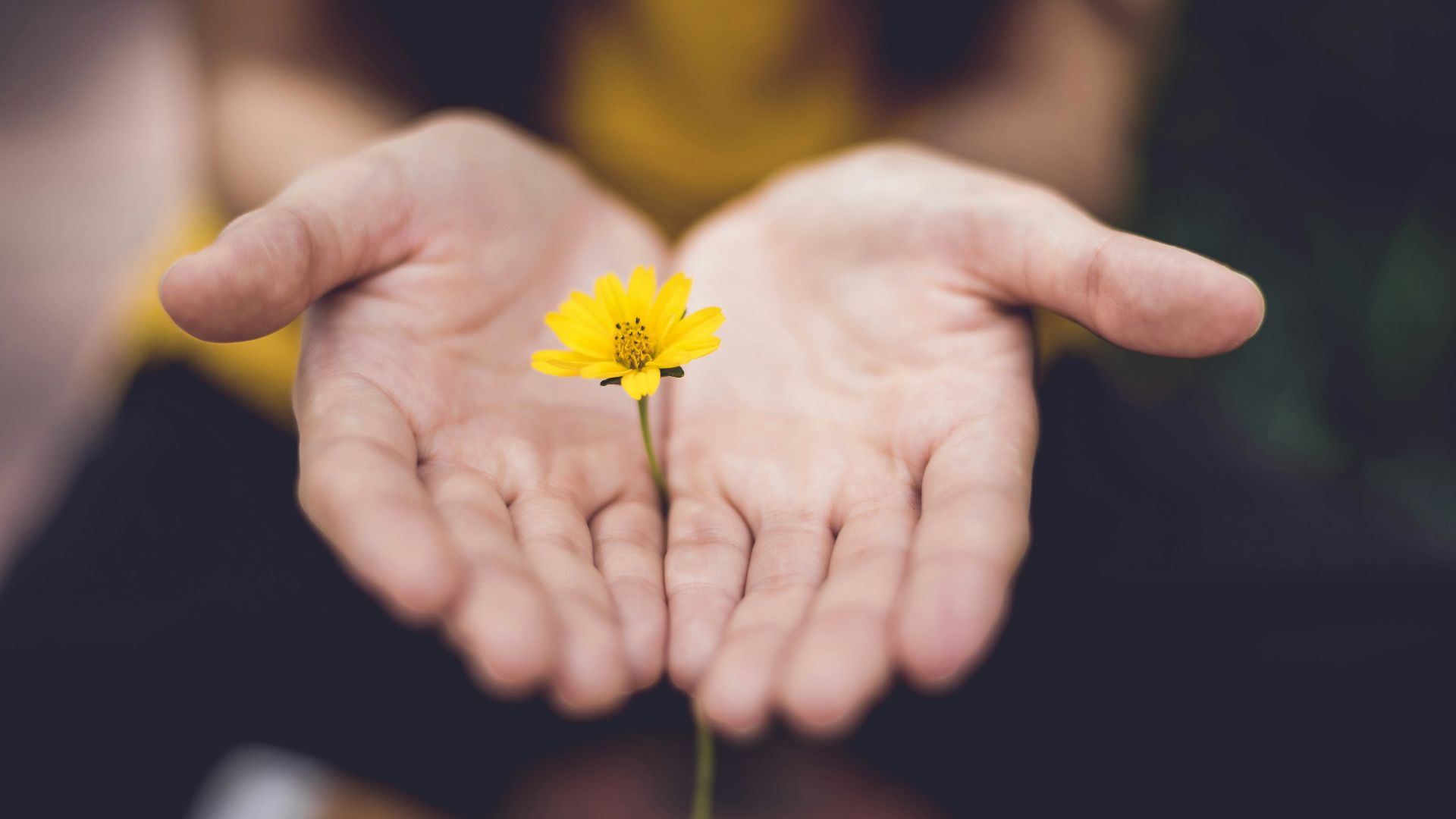 selective focus photography of woman holding yellow petaled flowers