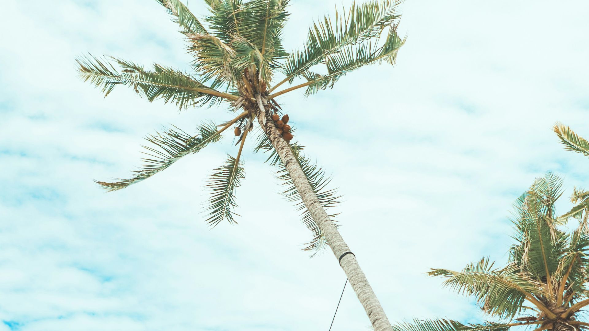 woman swing under coconut tree