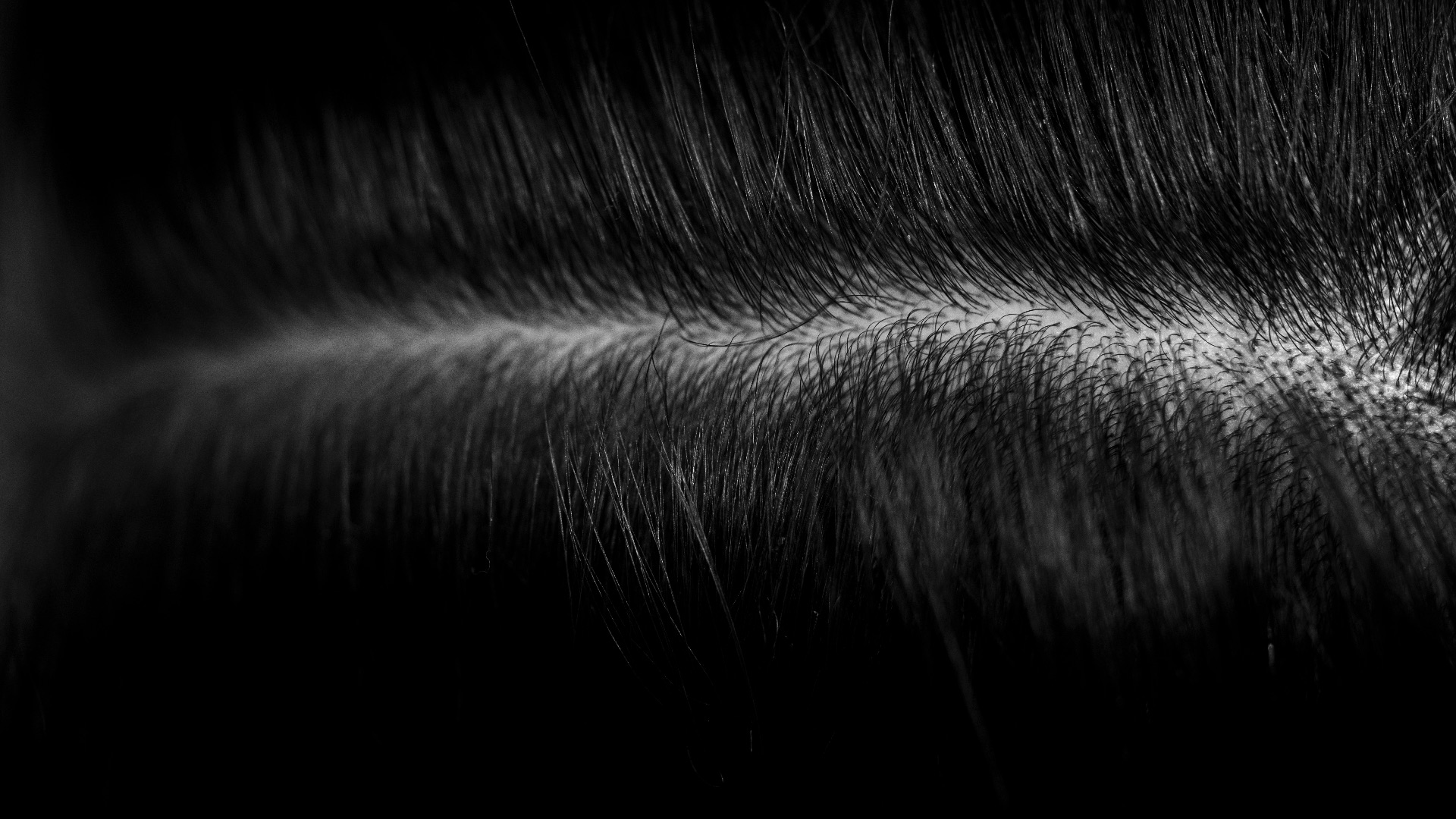 a black and white photo of some hair