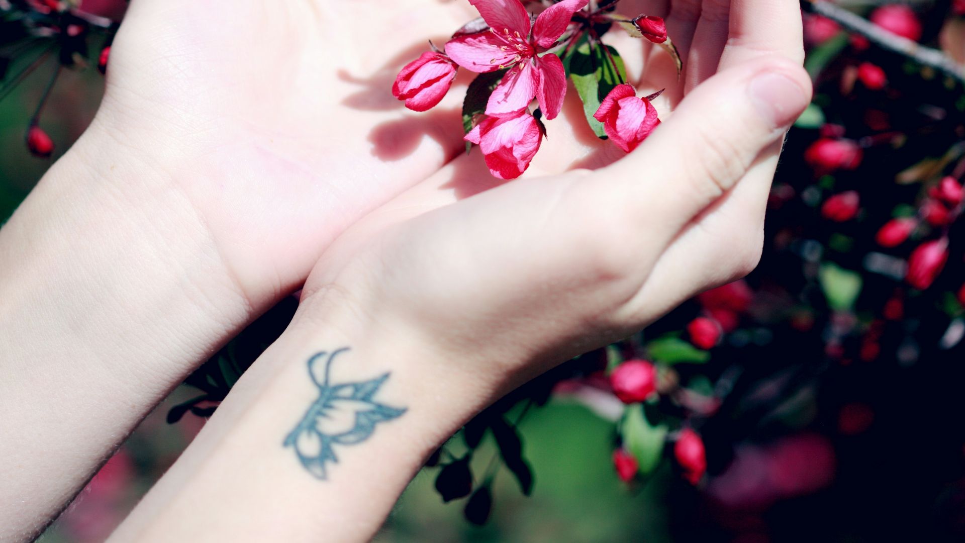person holding red petaled flower