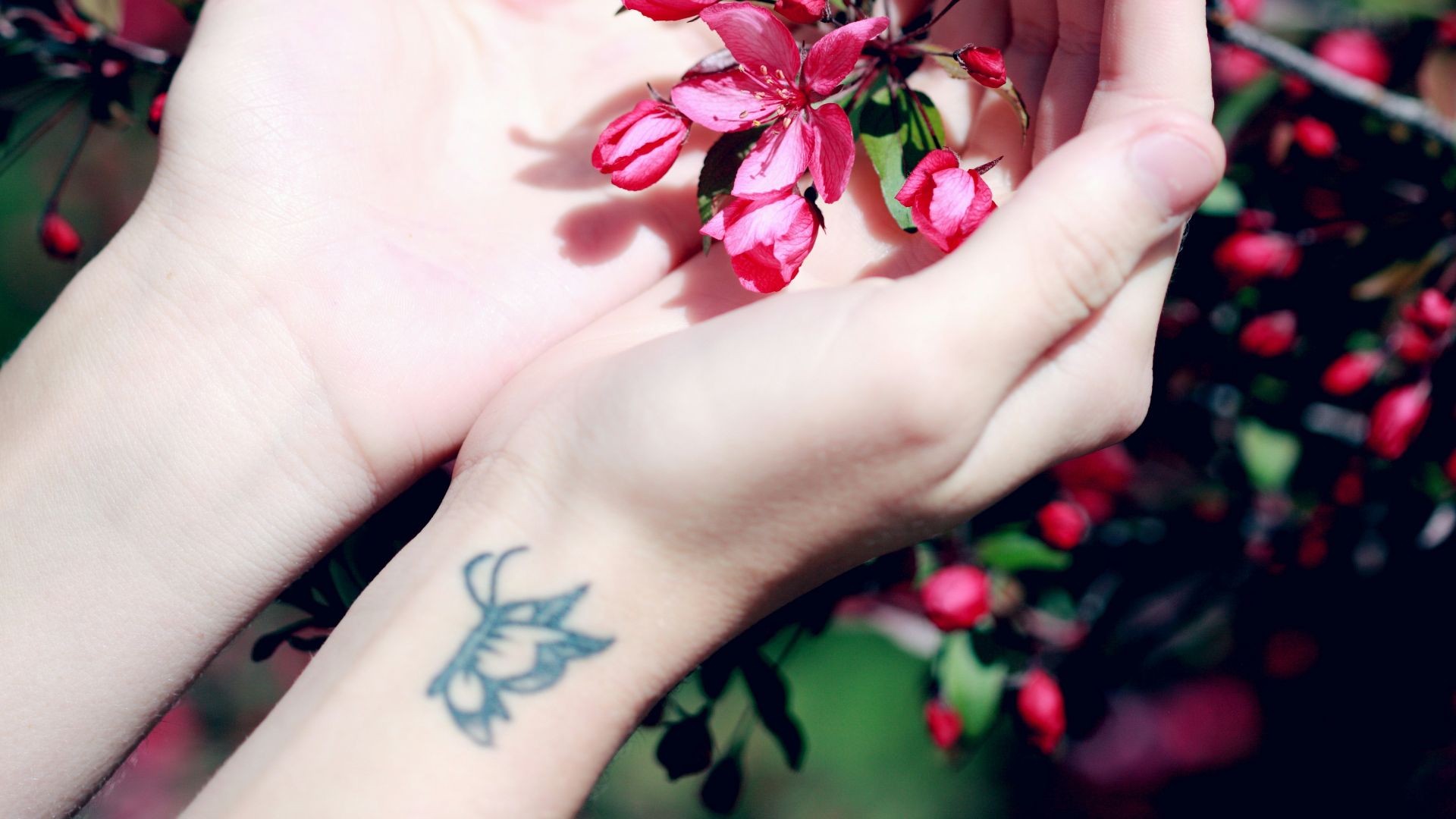 person holding red petaled flower