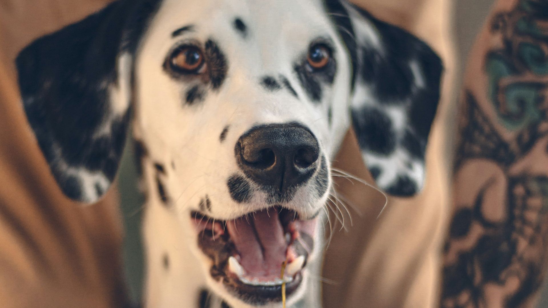 black and white dalmatian dog