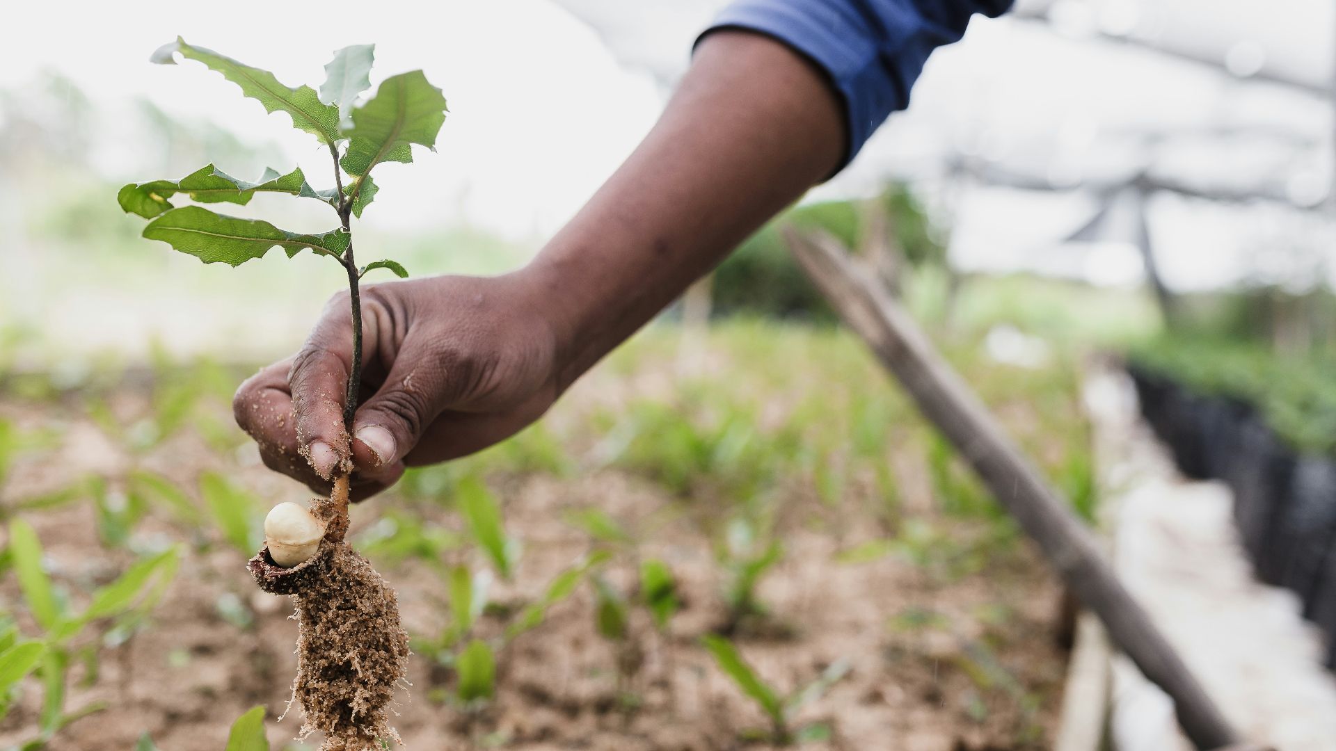 person holding brown dried plant
