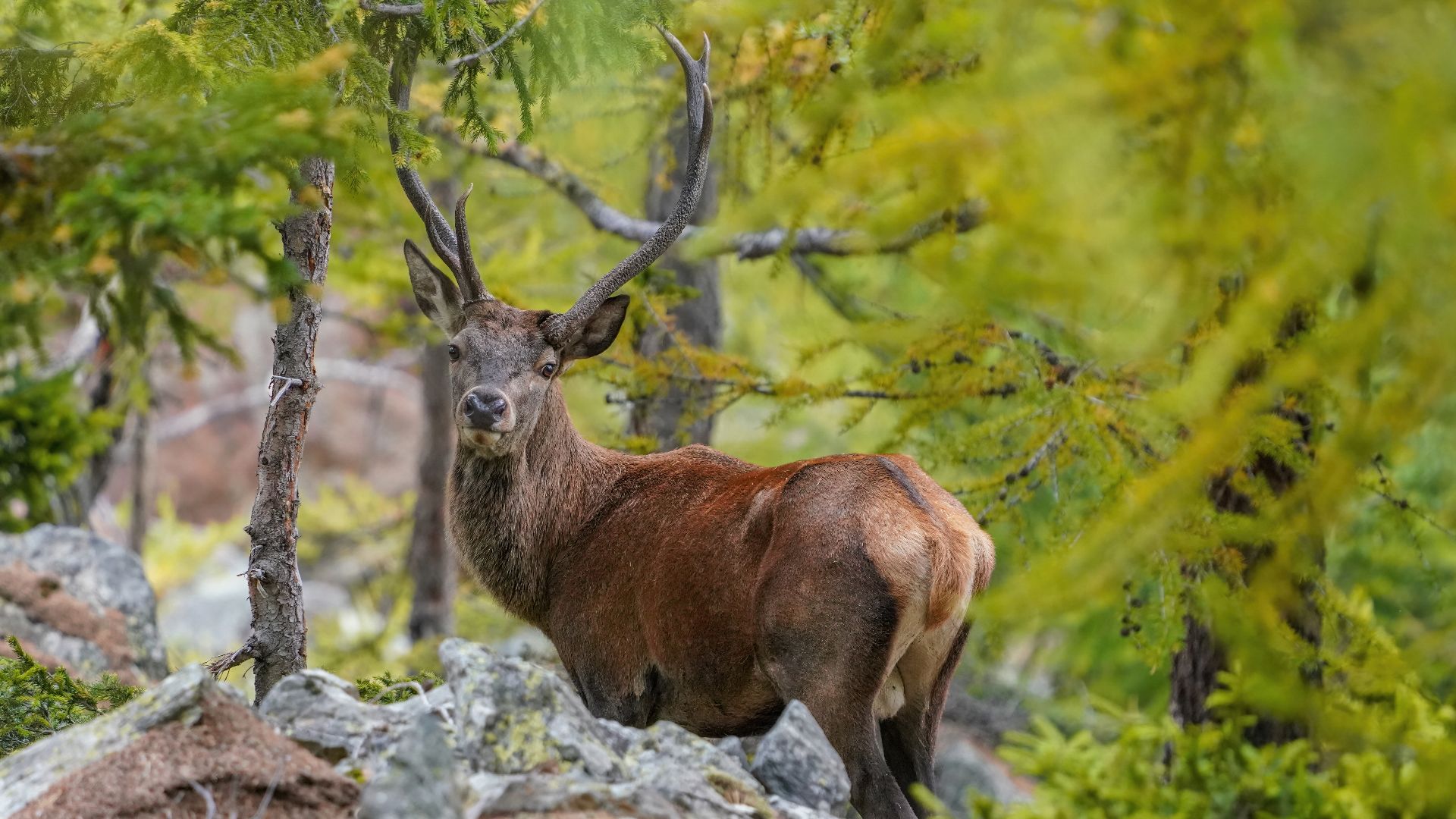 File:014 Wild Red Deer Switzerland Photo by Giles Laurent.jpg