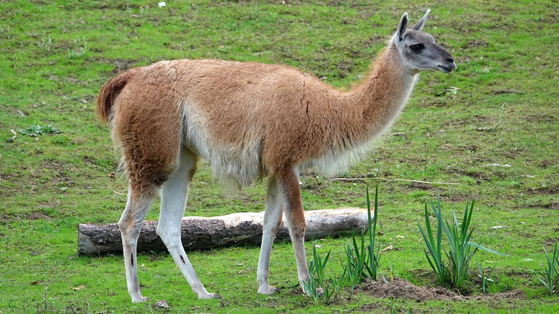 File:Guanaco at SF Zoo.jpg