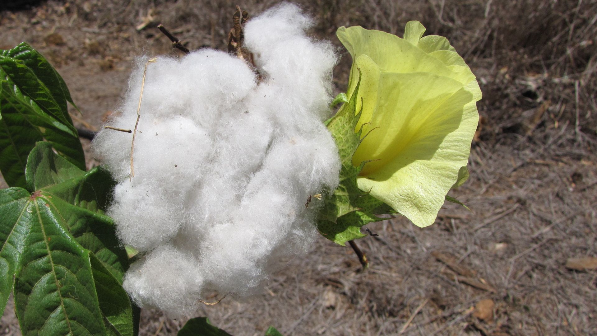 File:Gossypium barbadense (22765770474).jpg