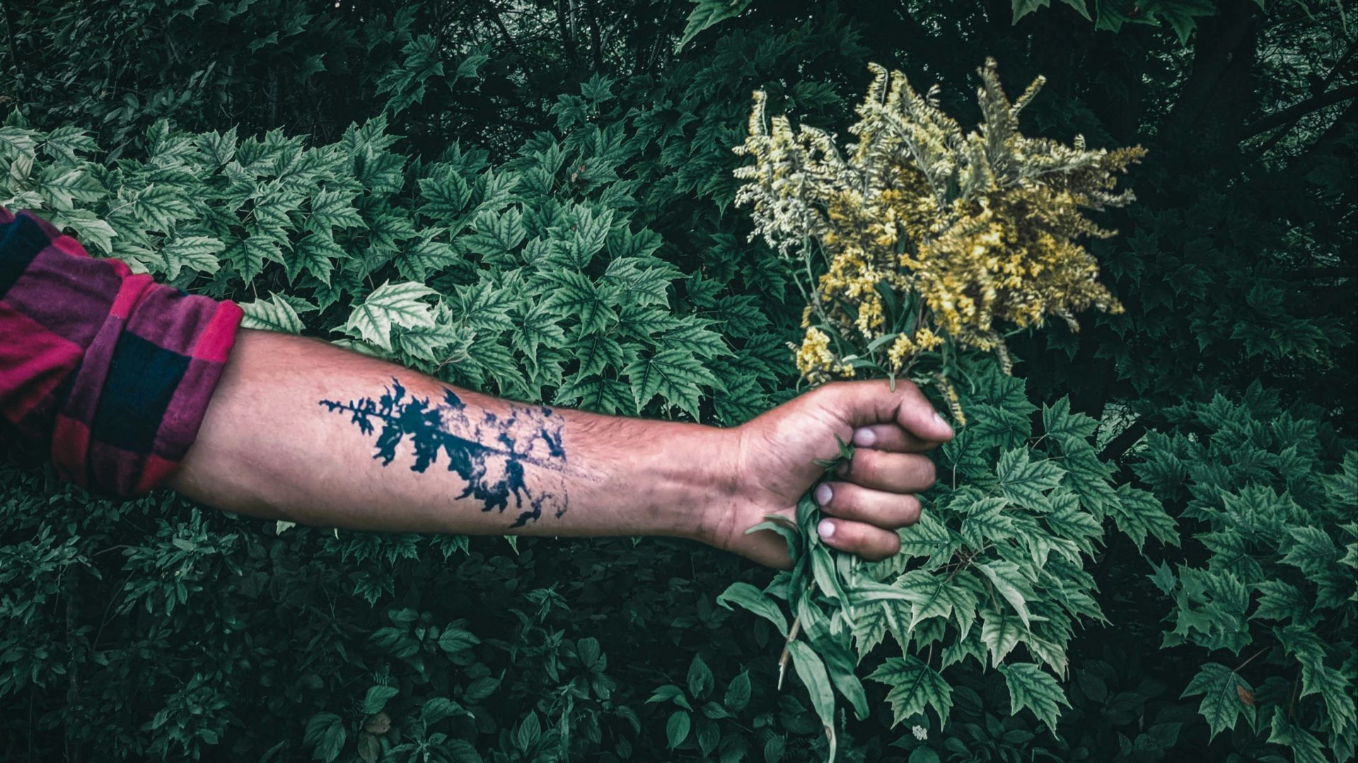 person holding yellow flower during daytime