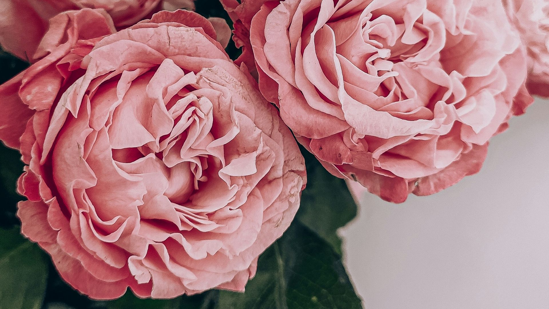 pink roses in close up photography