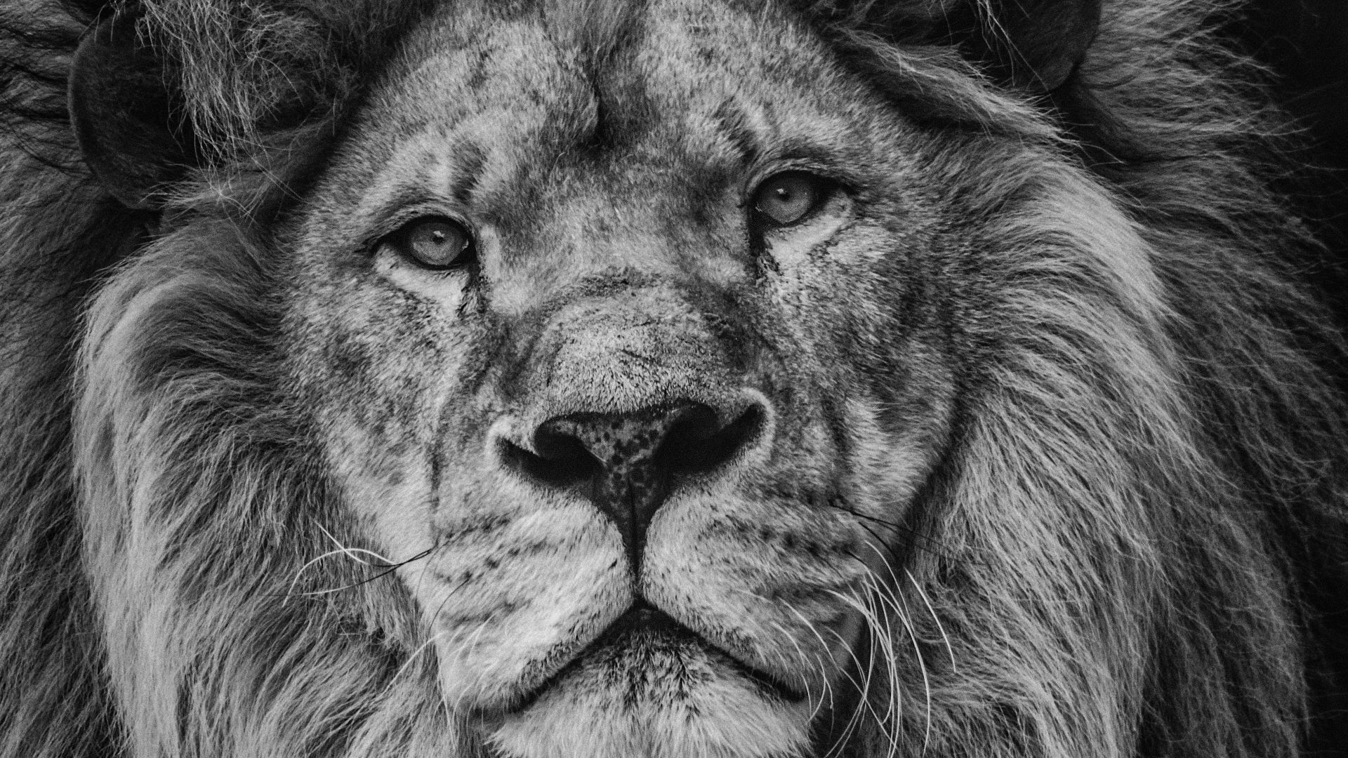grayscale photography of lion