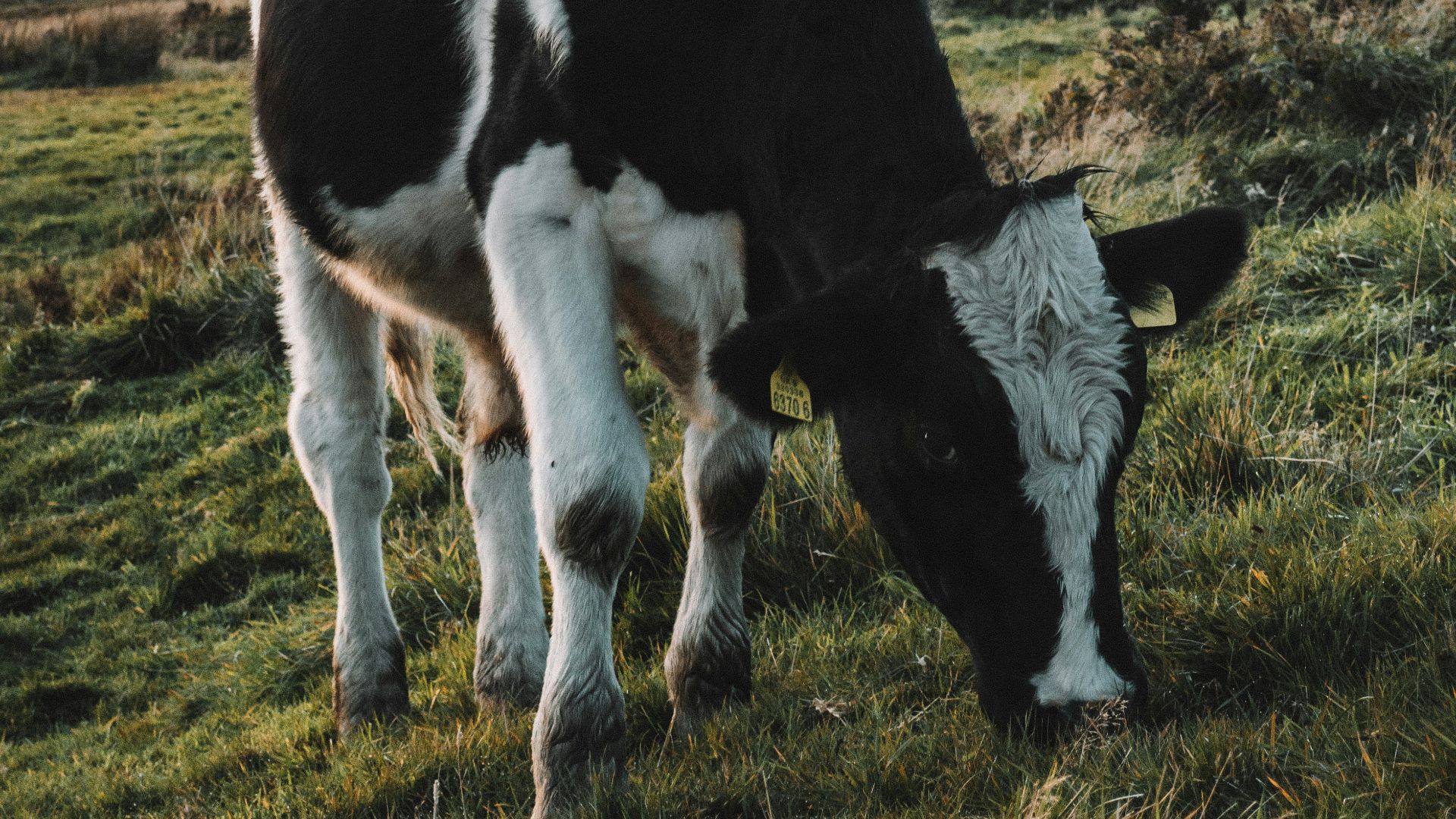 black and white cattle eating grass