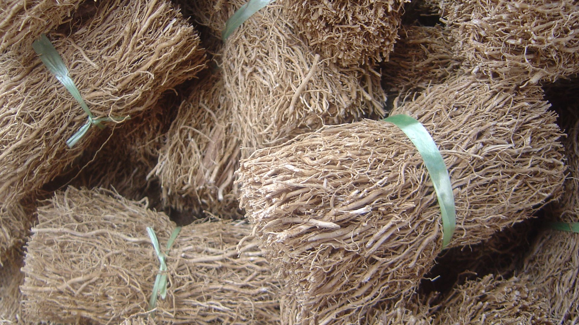 File:Vetiveria zizanoides dsc07810.jpg