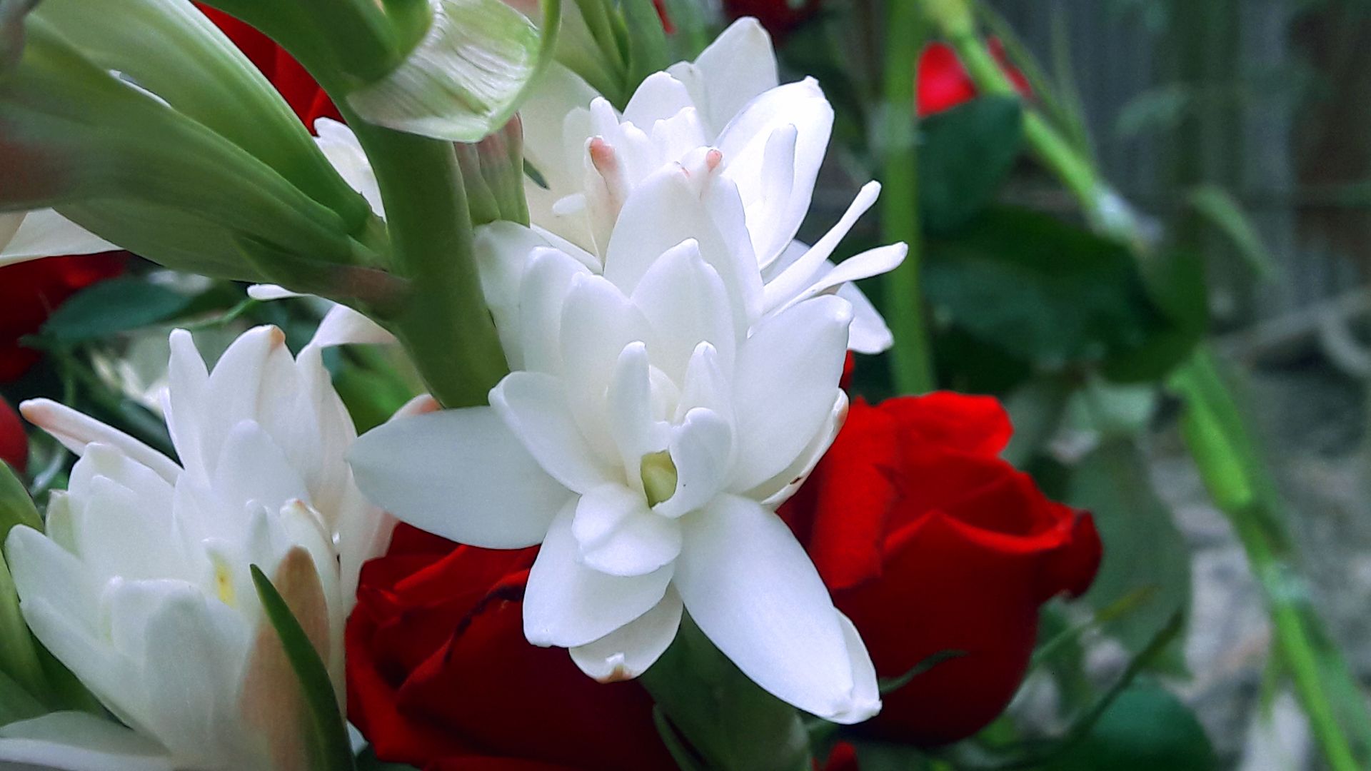 File:Tuberose BD.jpg