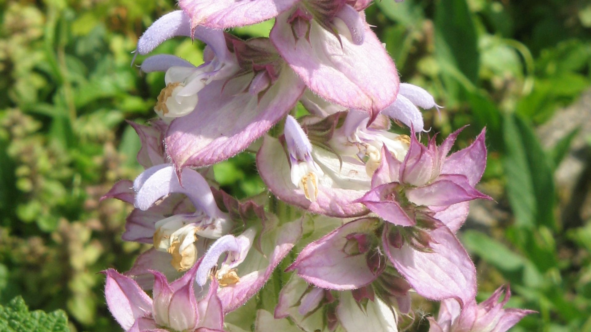 File:Salvia sclarea02.jpg