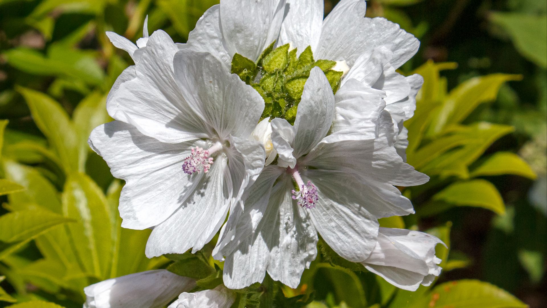 File:White musk mallow in Tuntorp 2.jpg