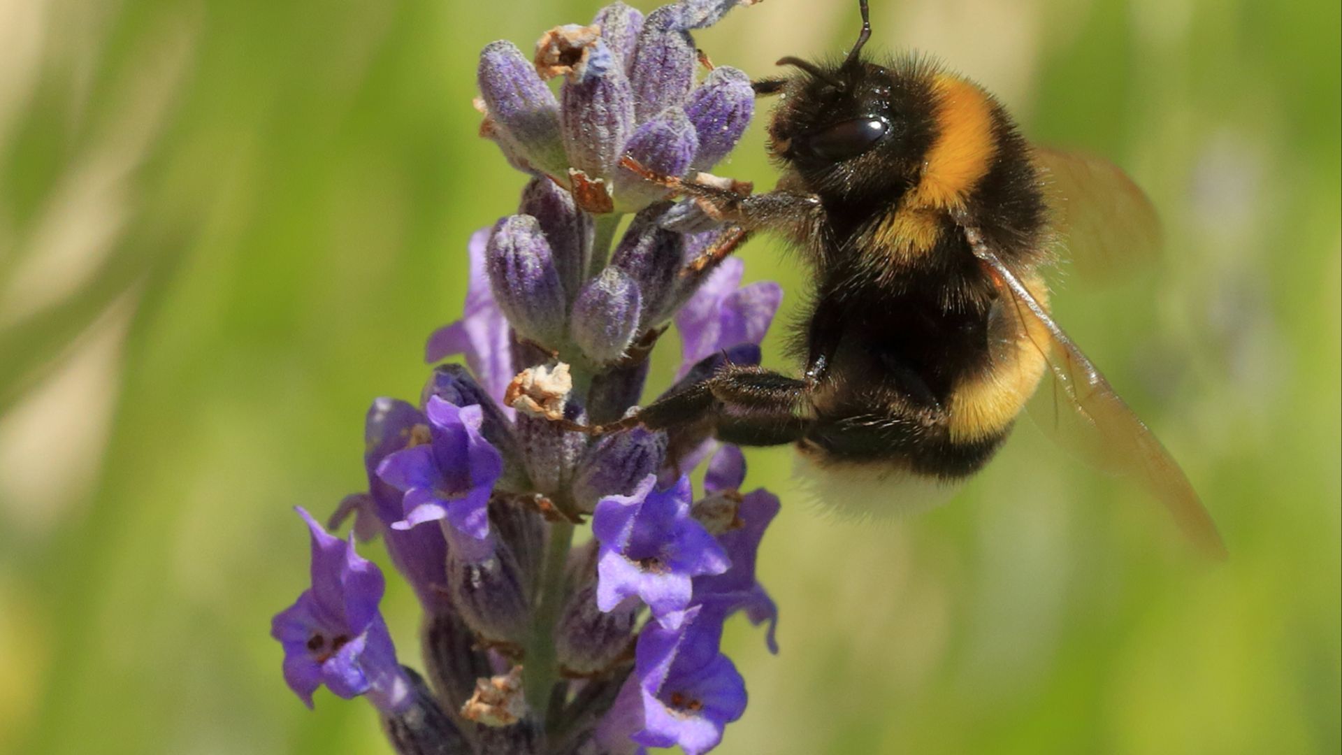 File:Bumblebee on Lavender Blossom.JPG