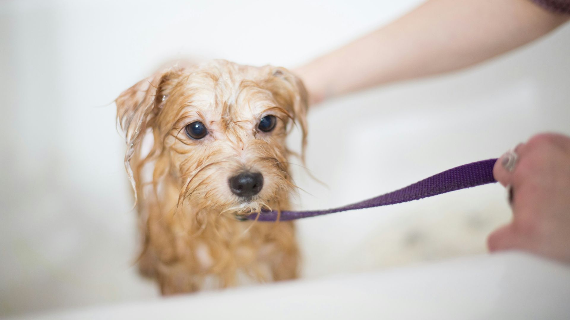 brown long coated small dog