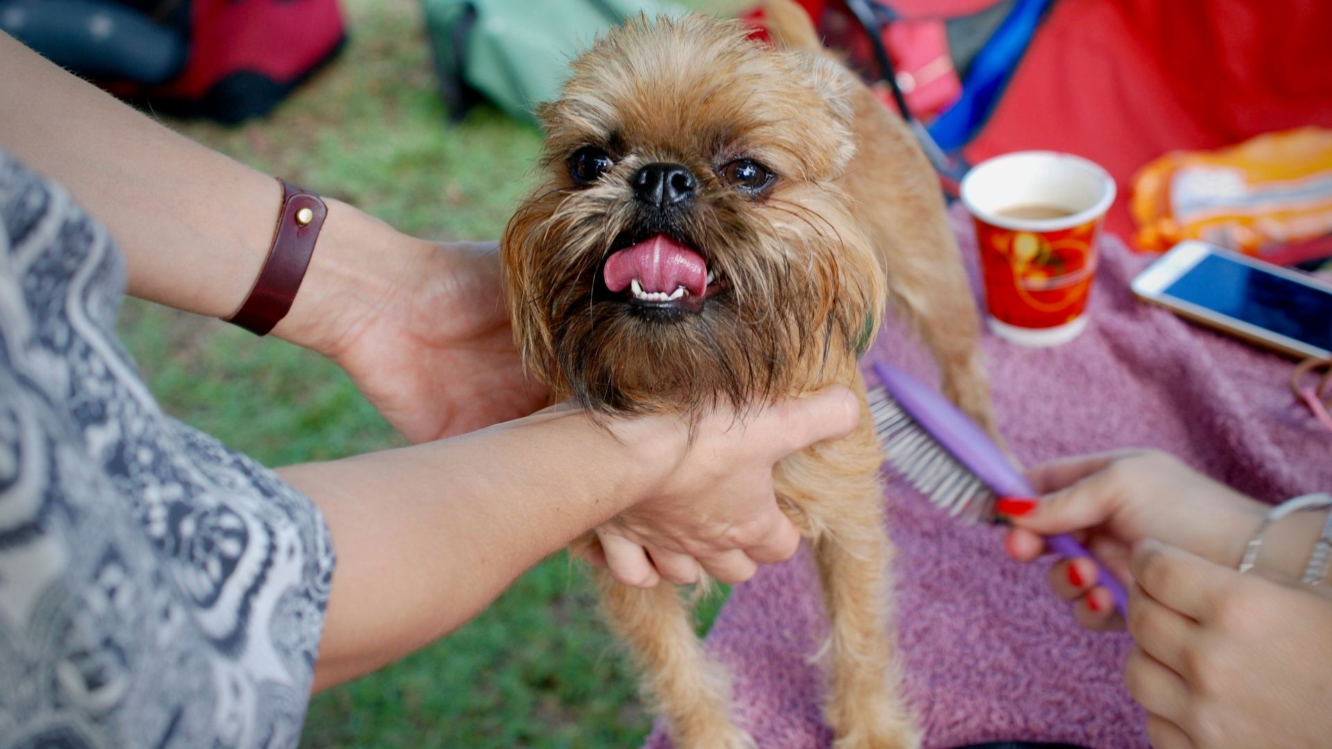person holding short-coated brown dog