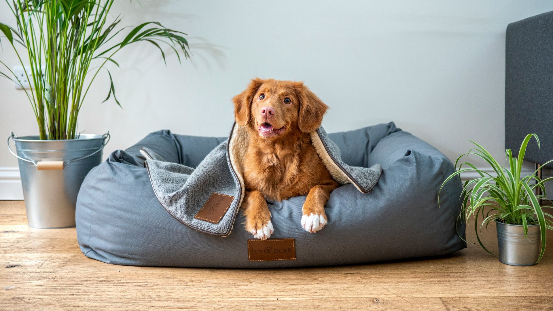 brown short coated dog on gray couch