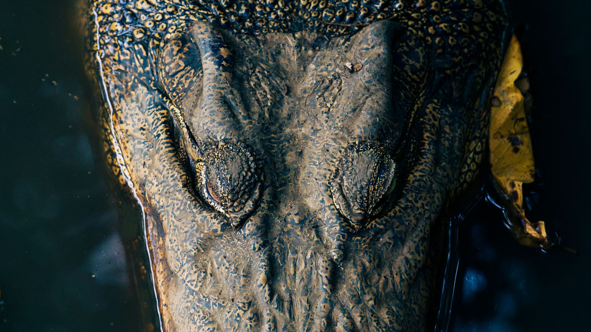 A large alligator floating on top of a body of water