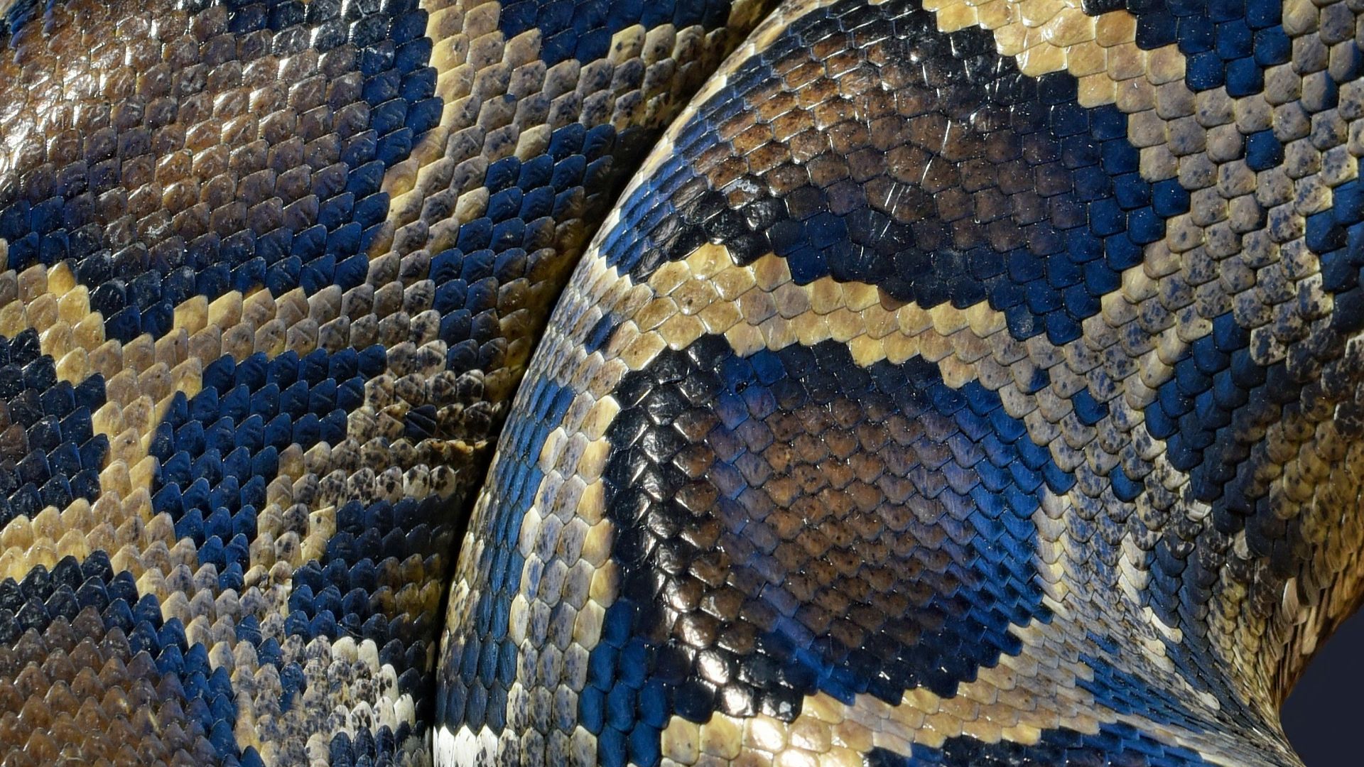 brown and black snake