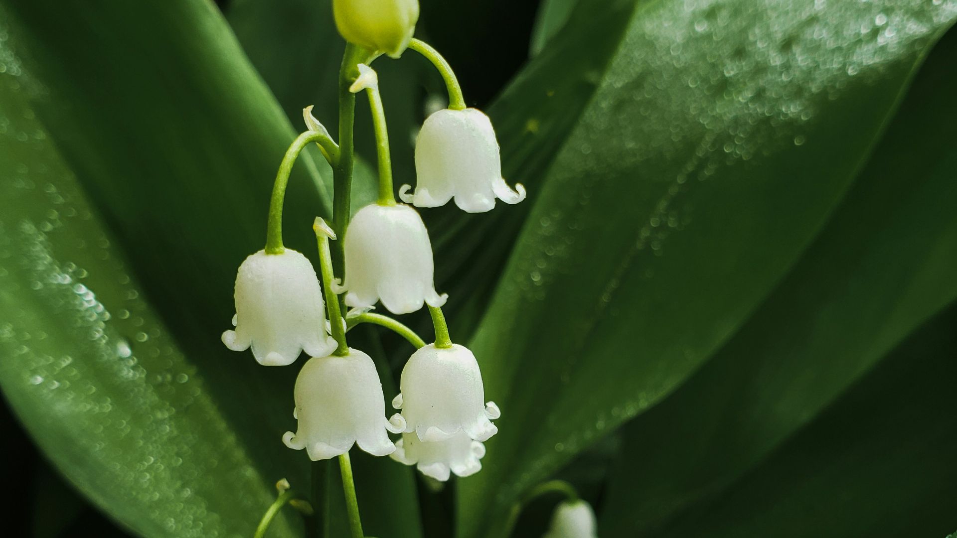 white flowers with green leaves