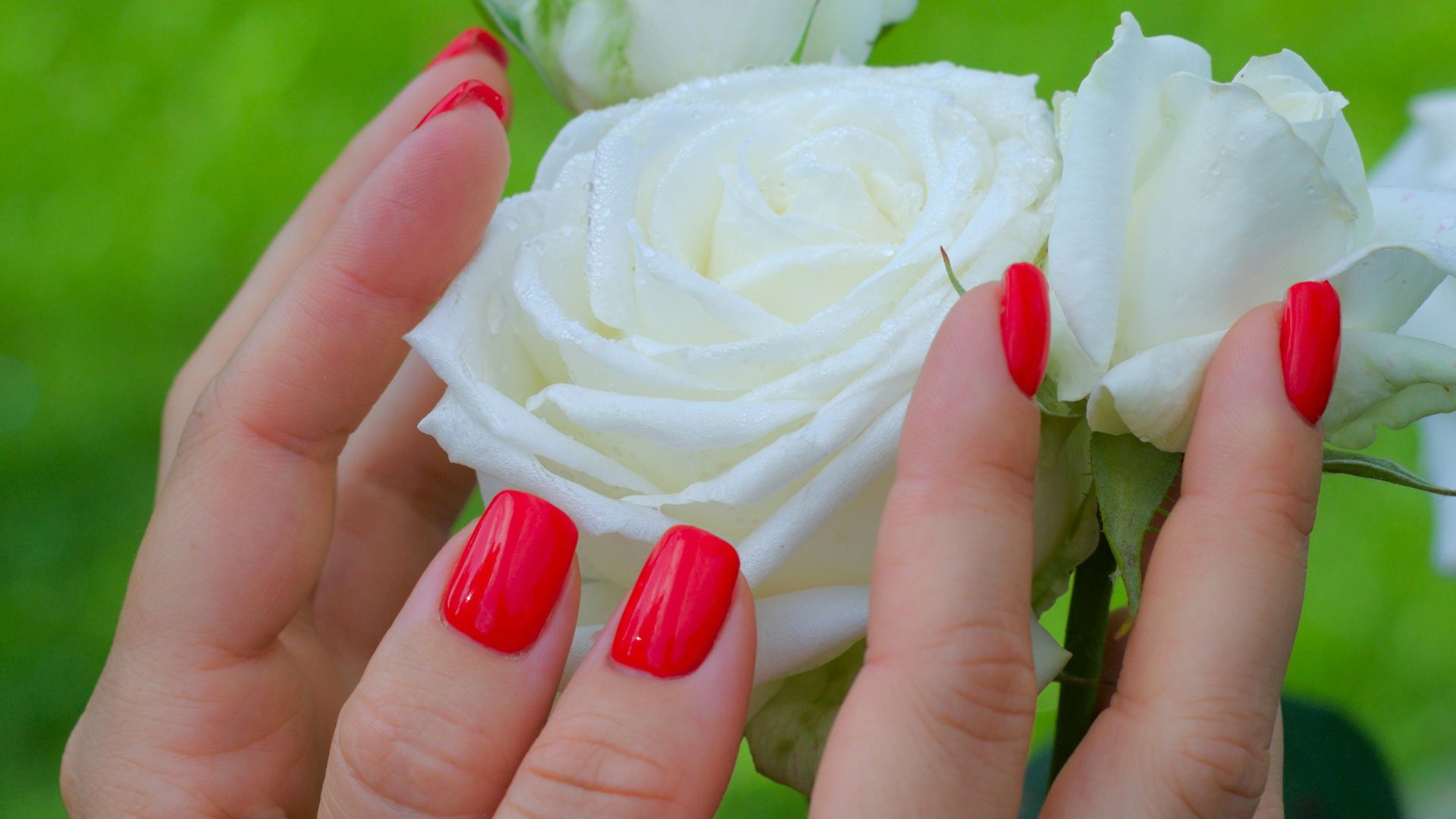 a person holding a white rose